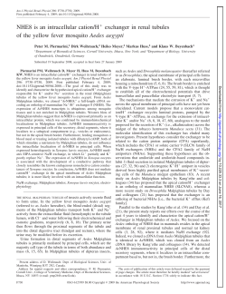 NHE8 is an intracellular cation/H exchanger in renal tubules of the