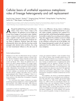 Cellular basis of urothelial squamous metaplasia