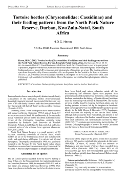 Tortoise Beetles from Durban