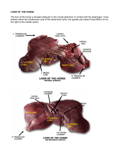 LIVER OF THE HORSE