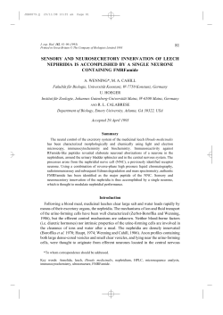 81 SENSORY AND NEUROSECRETORY