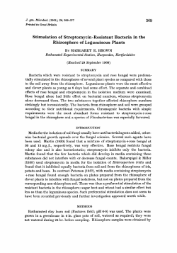 Stimulation of Streptomycin-Resistant Bacteria in the