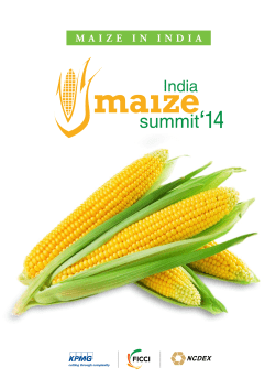 maize in india