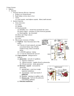 1 Urinary System I. Kidneys A. Anatomy 1. External Anatomy