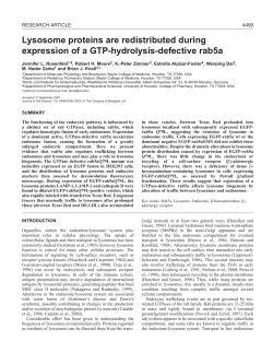 Rab5a and trafficking to lysosomes - Journal of Cell Science