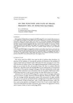 on the function and fate of phage progeny rna in infected bacteria