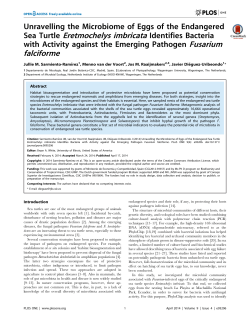 Sea Turtle Eretmochelys imbricata Identifies Bacteria falciforme