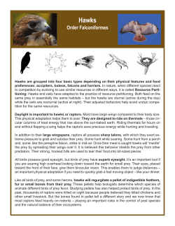 Hawks, Buteos and Harrier_Wildlife Chapter Template