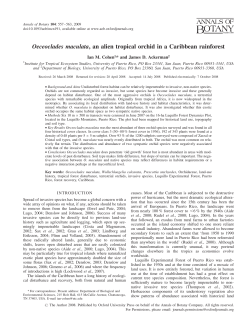 Oeceoclades maculata, an alien tropical orchid in