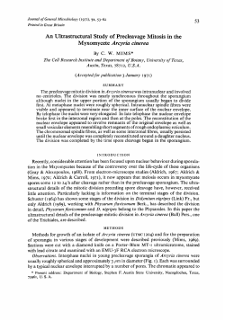 An Ultrastructural Study of Precleavage Mitosis in the