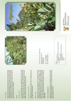 pigeon peas.indd
