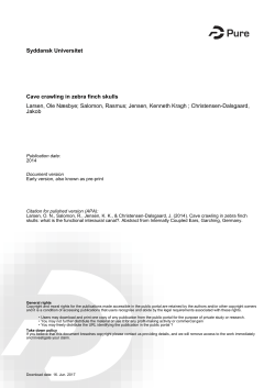 Syddansk Universitet Cave crawling in zebra finch skulls