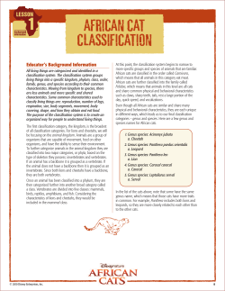 african cat classification