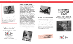 Destructive Scratching in Cats