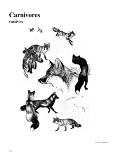 T:HeatherWmammal atlasmammal