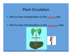 Plant Circula on