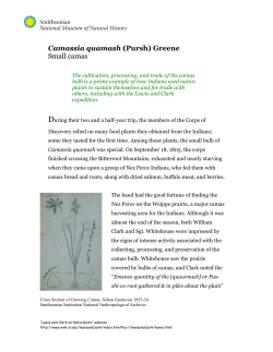 Camassia quamash (Pursh) Greene Small camas