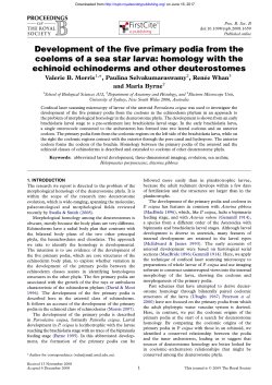 Development of the five primary podia from the coeloms of a sea star