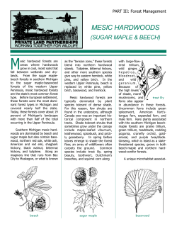 Mesic Hardwoods