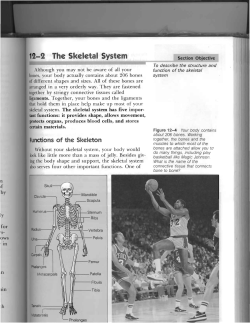 The Skeletal System