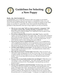Guidelines for Selecting a New Puppy