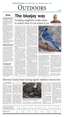 The bluejay way