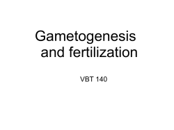 Gametogenesis and fertilization