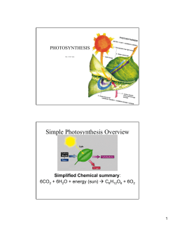 Photosynthesis Slides to