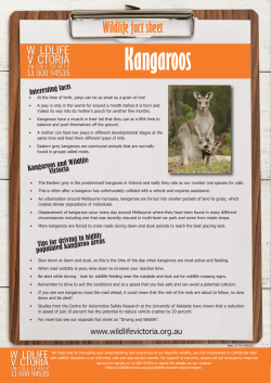 Kangaroos - Wildlife Victoria