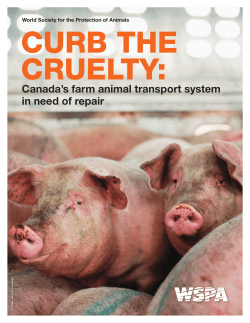 Curb the Cruelty: Canada`s farm animal transport system in need of