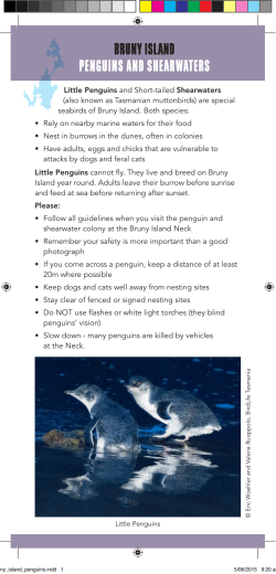 BRUNY ISLAND PENGUINS AND SHEARWATERS