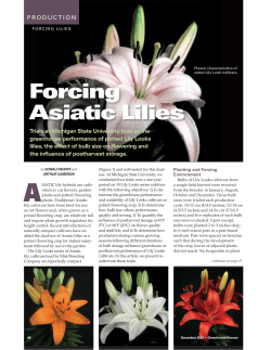 Forcing Asiatic Lilies
