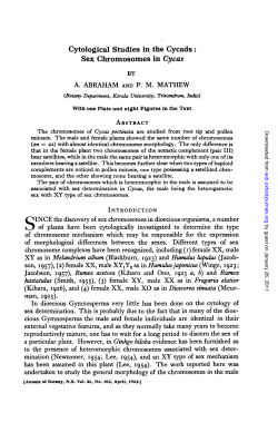Cytological Studies in the Cycads : Sex Chromosomes in Cycas