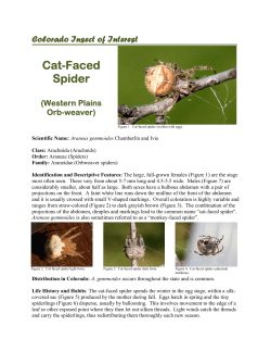 Colorado Insect of Interest Cat-Faced Spider