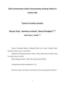 Extra centrosomes and/or chromosomes prolong mitosis in human