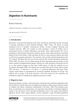Digestion in Ruminants