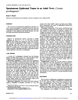 Spontaneous Epidermal Tumor in an Adult Newt