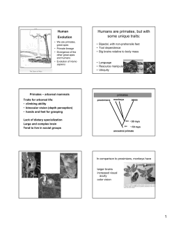 Humans are primates, but with some unique traits: