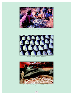 Plate 1a. Traditional Fish Processing in Andhra Pradesh, India Plate