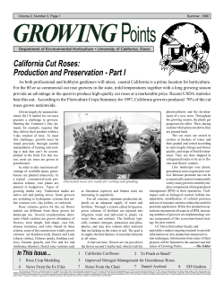 California Cut Roses: Production and