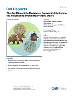 The Gut Microbiota Modulates Energy Metabolism in the Hibernating