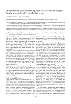 Observations of Nocturnal Hunting Behaviour of American Badgers
