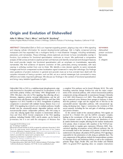 Origin and Evolution of Dishevelled
