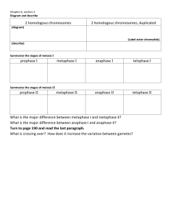 2 homologous chromosomes 2 homologous chromosomes