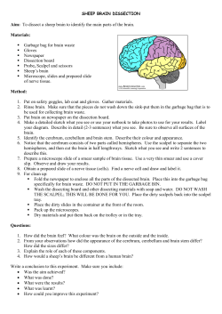 SHEEP BRAIN DISSECTION - Timboon P