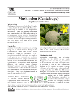 Muskmelon (Cantaloupe) - University of Kentucky