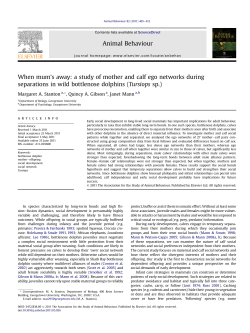 a study of mother and calf ego networks during separations in wild