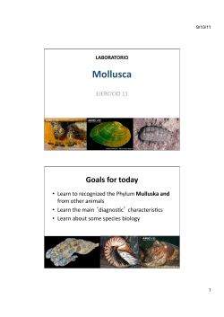 Mollusca - General Zoology