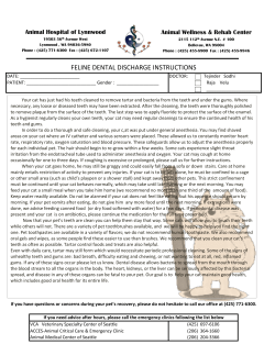 feline dental discharge instructions