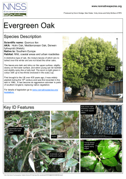Evergreen Oak - GB non-native species secretariat